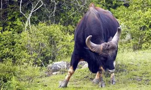buffaloes