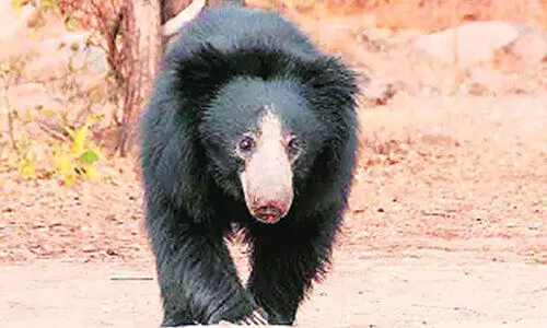 കരടിയുടെ ആക്രമണത്തിൽ വയോധികക്ക് പരിക്ക്