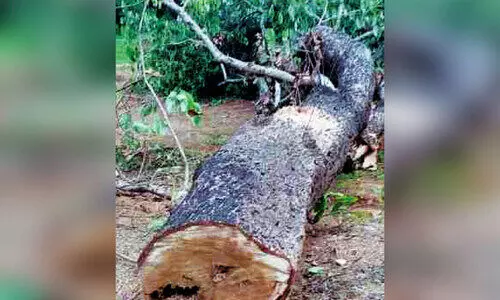 മലമ്പുഴ കനാൽ പരിധിയിലെ മരങ്ങൾ മുറിച്ചുകടത്താൻ ശ്രമം; നാട്ടുകാർ തടഞ്ഞു