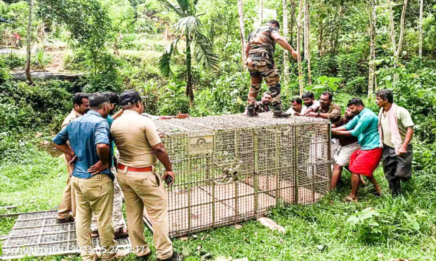 വടശ്ശേരിക്കരയിൽ കടുവ ഭീഷണി; വനംവകുപ്പ് കൂട് സ്ഥാപിച്ചു