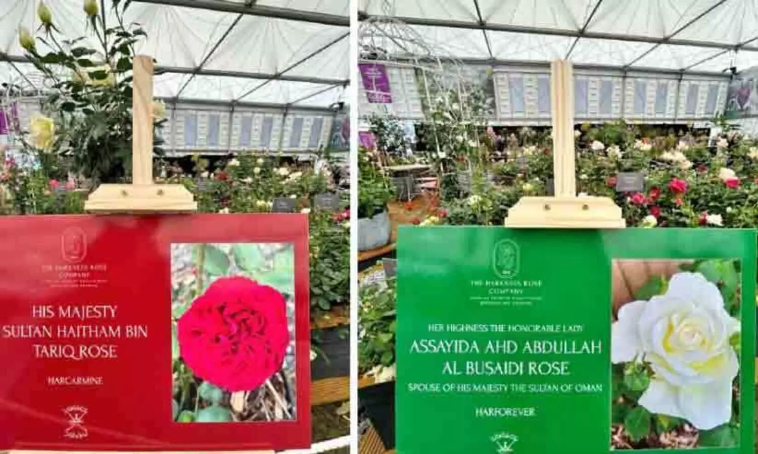 സു​ൽ​ത്താ​ന്‍റെ​യും പ്ര​ഥ​മ വ​നി​ത​യു​ടെ​യും പേ​രി​ൽ   റോ​സാ​പ്പൂ​ക്ക​ൾ പു​റ​ത്തി​റ​ക്കി