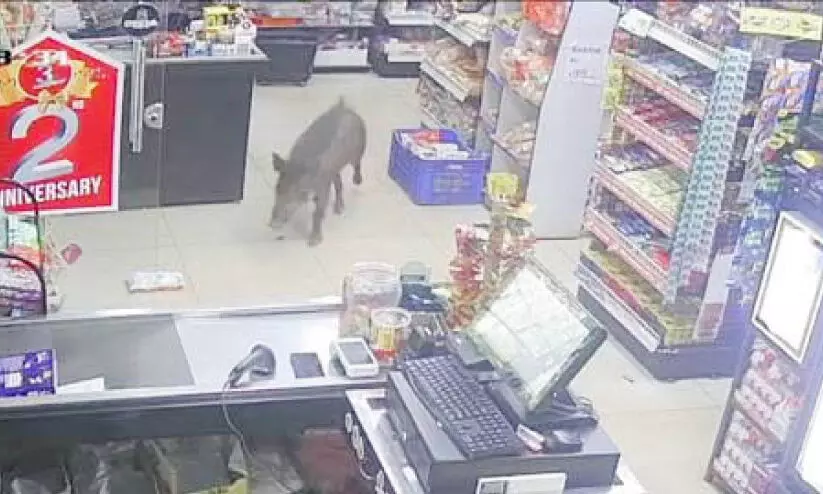 wild boar menace wild boar menace