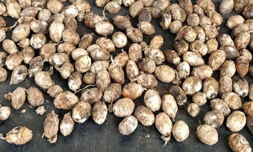 അടക്ക വിപണന കേന്ദ്രം നാളെ തുറക്കും