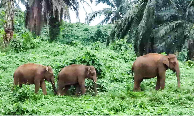 എണ്ണപ്പനത്തോട്ടത്തിൽ കണ്ട കുട്ടിയാനകൾ ഇരട്ടകളെന്ന് സംശയം