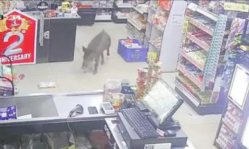 wild boar menace wild boar menace