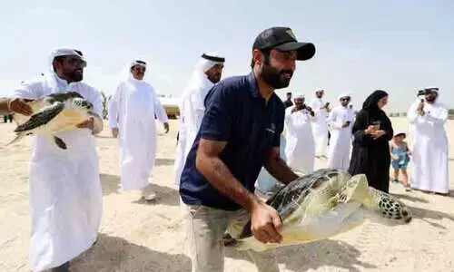 എട്ട്​ ആമകൾക്ക്​ പുതുജീവൻ; കടലിലേക്ക്​ തിരിച്ചയച്ച്​ ഷാർജ അക്വേറിയം