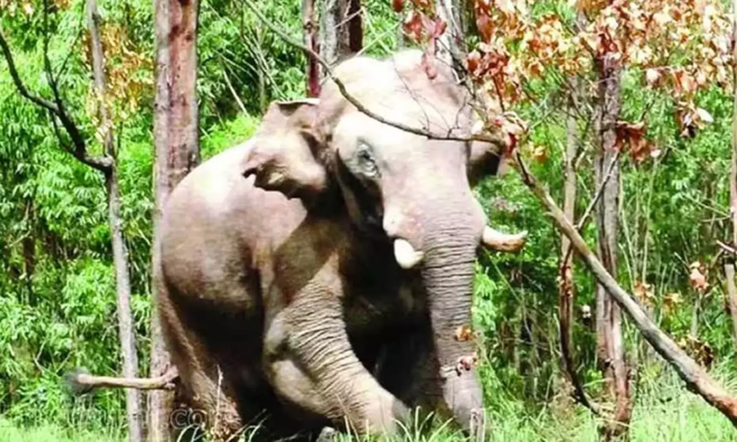 അരിക്കൊമ്പൻ കുമളിക്ക് സമീപമെത്തി മടങ്ങി; നിരീക്ഷണം ശക്തമാക്കി വനംവകുപ്പ്
