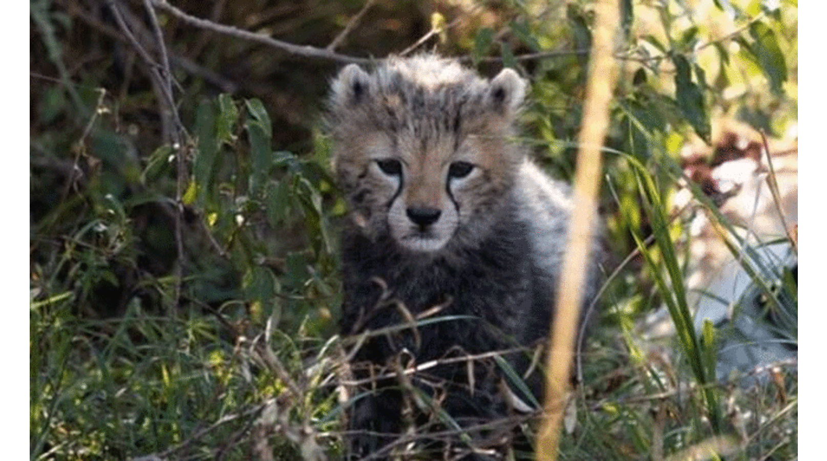 കനത്ത ചൂടും നിർജലീകരണവും രണ്ട് ചീറ്റക്കുഞ്ഞുങ്ങൾ കൂടി ചത്തു