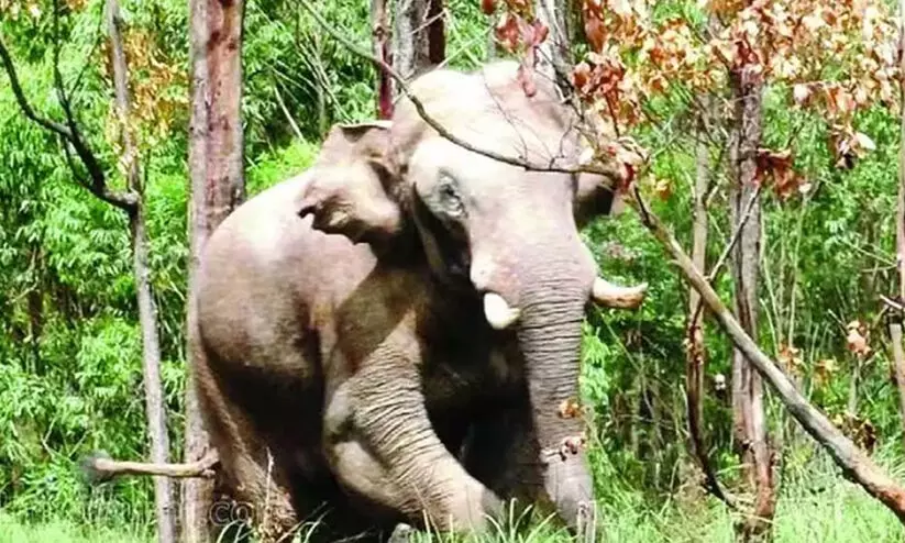 അരിക്കൊമ്പൻ കുമളിക്ക് സമീപമെത്തി മടങ്ങി; നിരീക്ഷണം ശക്തമാക്കി വനംവകുപ്പ് അരിക്കൊമ്പൻ കുമളിക്ക് സമീപമെത്തി മടങ്ങി; നിരീക്ഷണം ശക്തമാക്കി വനംവകുപ്പ്