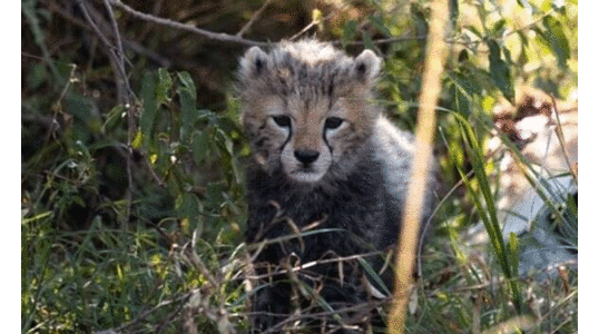 കനത്ത ചൂടും നിർജലീകരണവും രണ്ട് ചീറ്റക്കുഞ്ഞുങ്ങൾ കൂടി ചത്തു