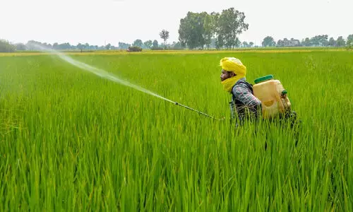 chemical pesticides