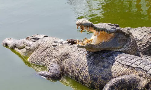 Crocodiles