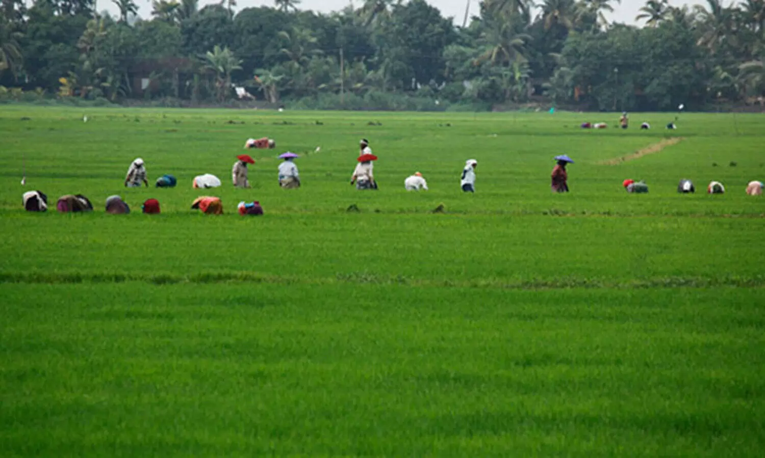 കുട്ടനാട്ടിൽ രണ്ടാംകൃഷി ഗണ്യമായി കുറഞ്ഞു