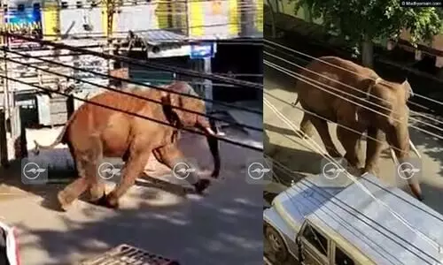 അരിക്കൊമ്പന്‍ കമ്പം ടൗണിൽ; വാഹനങ്ങൾ തകർത്തു, തിരികെ ഓടിക്കാൻ ശ്രമം തുടങ്ങി