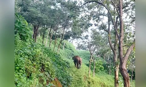 wild elephant menace wild elephant menace