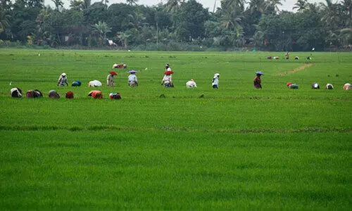 കുട്ടനാട്ടിൽ രണ്ടാംകൃഷി ഗണ്യമായി കുറഞ്ഞു