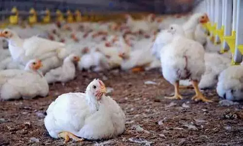 മാ​ന​ദ​ണ്ഡ​ങ്ങ​ൾ പാ​ലി​ച്ചി​ല്ല; കോ​ഴി ഫാ​മി​നെ​തി​രെ ക​ർ​ശ​ന ന​ട​പ​ടി​യു​മാ​യി അ​ധി​കൃ​ത​ർ