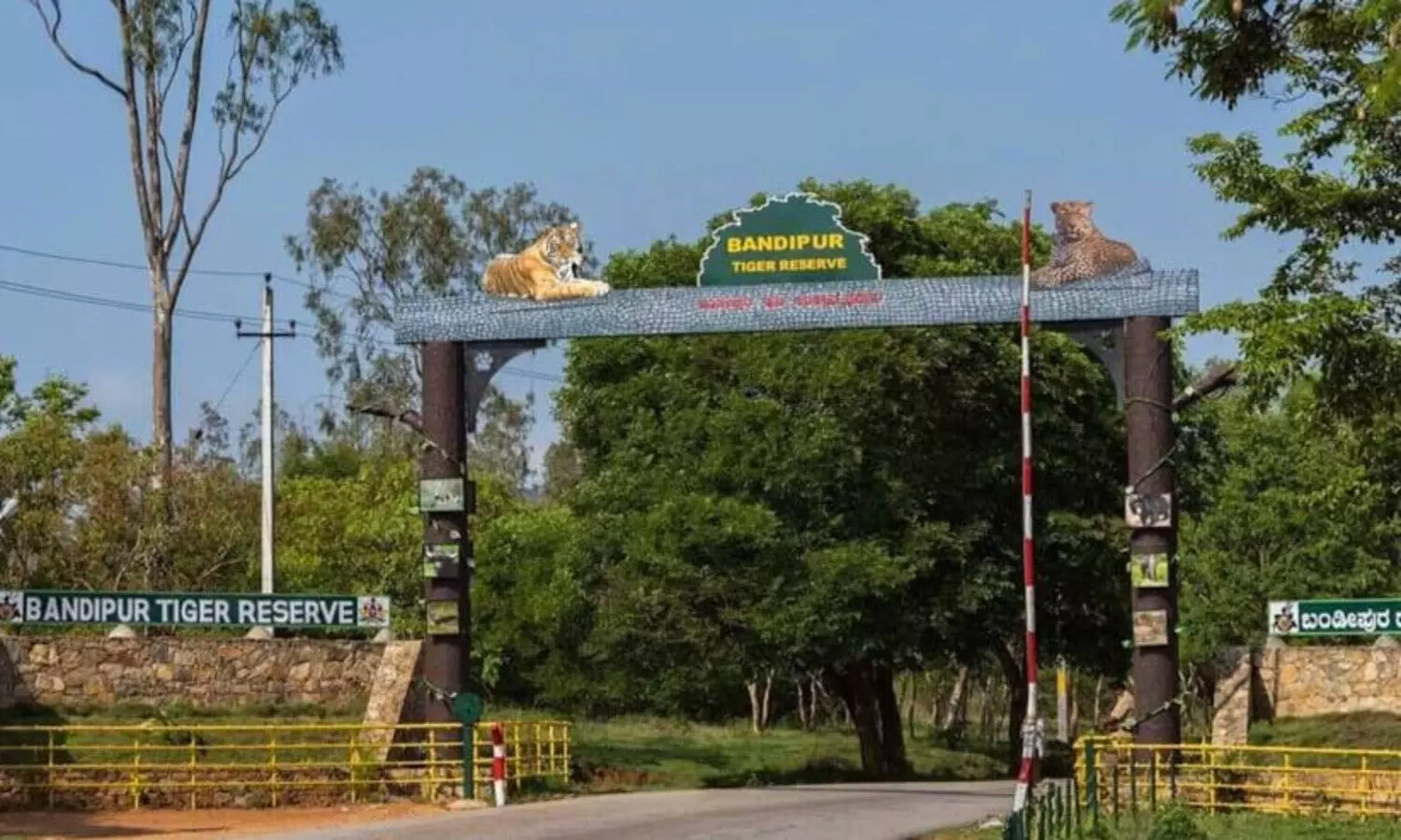 ബന്ദിപ്പൂർ വനത്തിൽ കുട്ടിയാന ചെരിഞ്ഞ നിലയിൽ