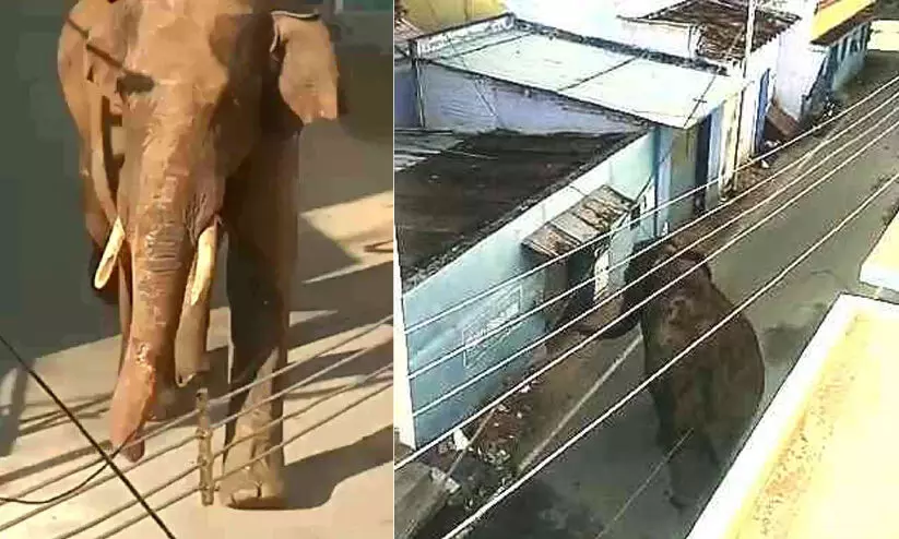 അരിക്കൊമ്പൻ: വിദഗ്​ധ സമിതി ഉപദേശം പാളി