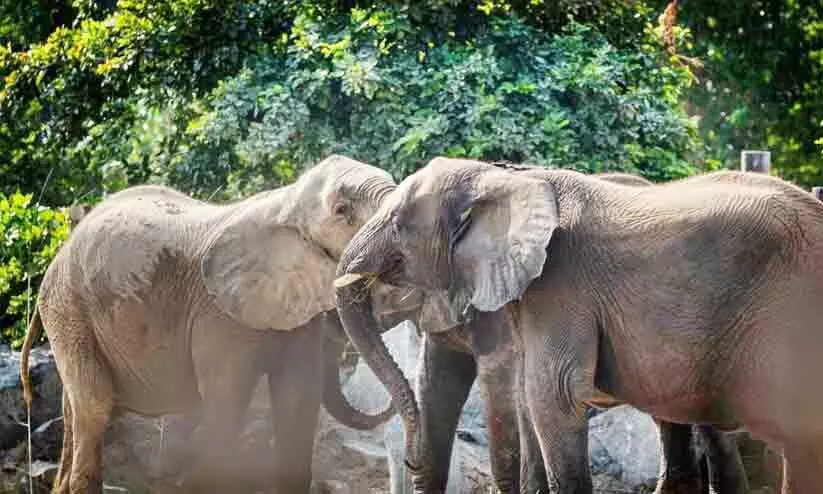 സഫാരി പാർക്കിൽ പ്രവേശനം നാലുദിവസംകൂടി