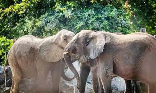 സഫാരി പാർക്കിൽ പ്രവേശനം നാലുദിവസംകൂടി