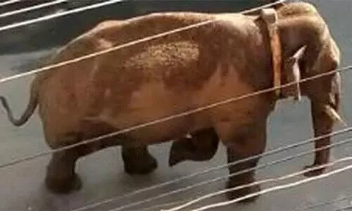 അ​രി​ക്കൊ​മ്പ​ൻ: വട്ടംചുറ്റി തമിഴ്നാട്