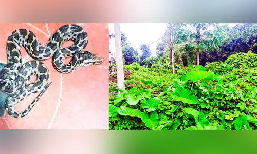 ഇഴജന്തുക്കളുടെ വിഹാരകേന്ദ്രമായി കാഞ്ഞിരപ്പള്ളി ജനറൽ ആശുപത്രി പരിസരം