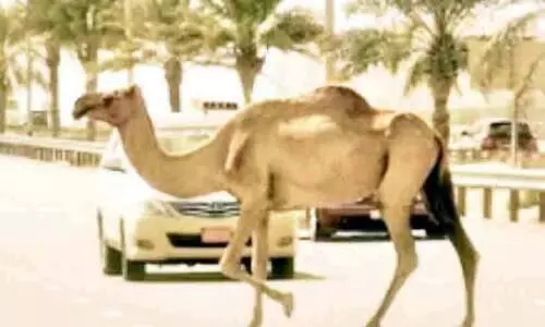 ഒ​ട്ട​ക​ങ്ങ​ളി​ലി​ടി​ച്ചു​ണ്ടാ​കു​ന്ന അ​പ​ക​ടം കു​റ​ക്കാ​ൻ   പ​ദ്ധ​തി​യു​മാ​യി വ​ട​ക്ക​ൻ ബാ​ത്തി​ന