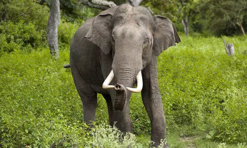 ബന്നാർഘട്ട വനമേഖലയിൽ കാട്ടാനയുടെ ആക്രമണത്തിൽ യുവതി മരിച്ചു ബന്നാർഘട്ട വനമേഖലയിൽ കാട്ടാനയുടെ ആക്രമണത്തിൽ യുവതി മരിച്ചു