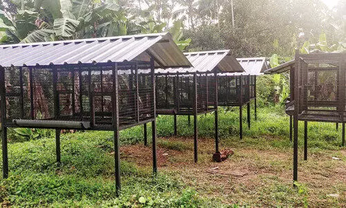 കരുവാരകുണ്ട് ഗ്രാമപഞ്ചായത്തിലെ ‘മട്ടുപ്പാവിൽ മുട്ടകൃഷി’ പദ്ധതി വിവാദത്തിൽ
