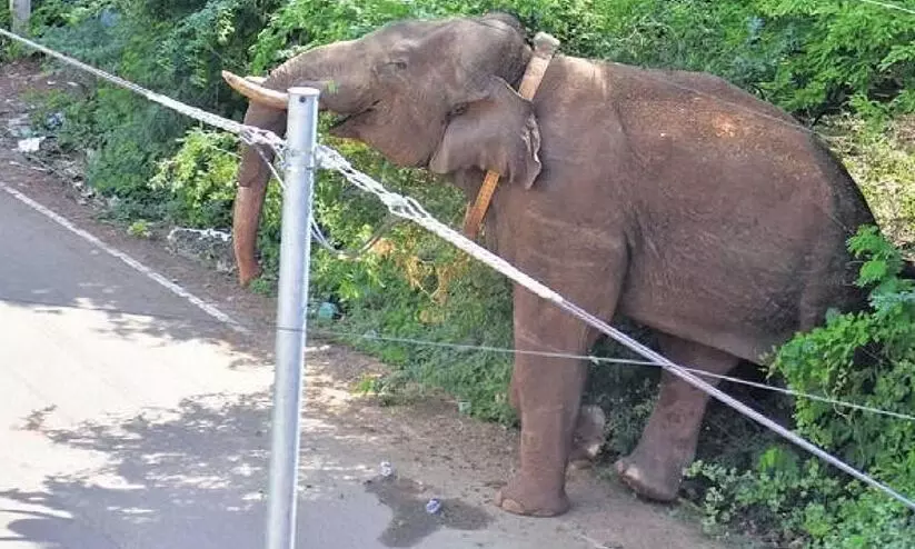 arikkomban 78665 arikkomban 78665