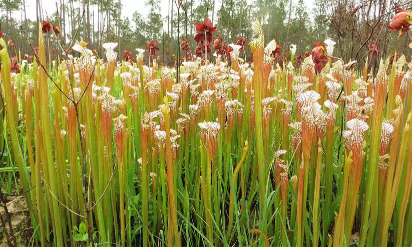 വംശനാശ ഭീഷണിയുള്ള സസ്യ-ജന്തുക്കളുടെ പ്രജനന ലൈസന്സ് : അപേക്ഷ ക്ഷണിച്ചു വംശനാശ ഭീഷണിയുള്ള സസ്യ-ജന്തുക്കളുടെ പ്രജനന ലൈസന്സ് : അപേക്ഷ ക്ഷണിച്ചു
