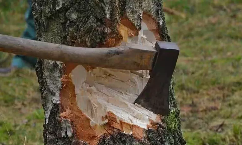 പട്ടയഭൂമിയിലെ അനധികൃത മരംമുറി: ഉദ്യോഗസ്ഥർക്കെതിരെ നടപടി