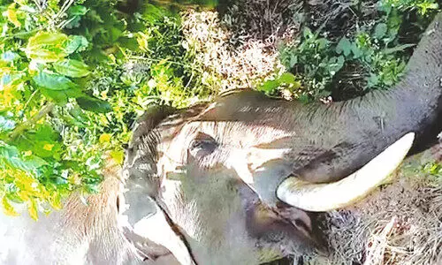 കാട്ടാന വൈദ്യുതാഘാതമേറ്റു ചെരിഞ്ഞ നിലയിൽ