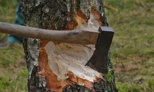 പട്ടയഭൂമിയിലെ അനധികൃത മരംമുറി: ഉദ്യോഗസ്ഥർക്കെതിരെ നടപടി