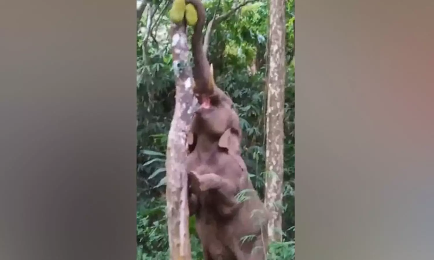 ച​ക്ക തേ​ടി​യെ​ത്തി​യ കാ​ട്ടാ​ന നാ​ടു​വി​റ​പ്പി​ച്ചു