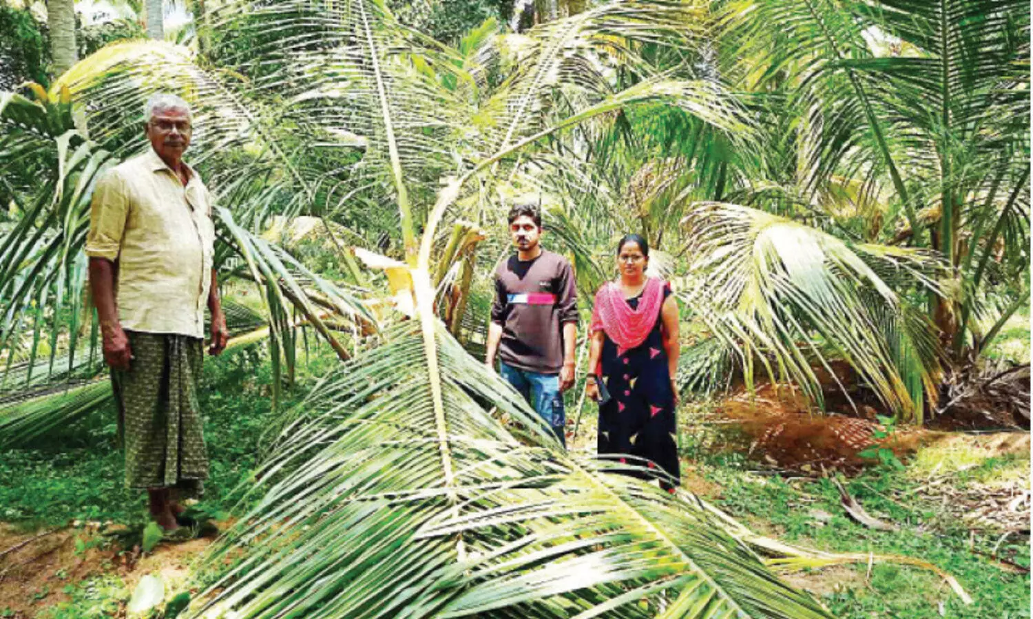 കാട്ടാനകൾ ജനവാസ മേഖലയിലെ കൃഷി നശിപ്പിച്ചു