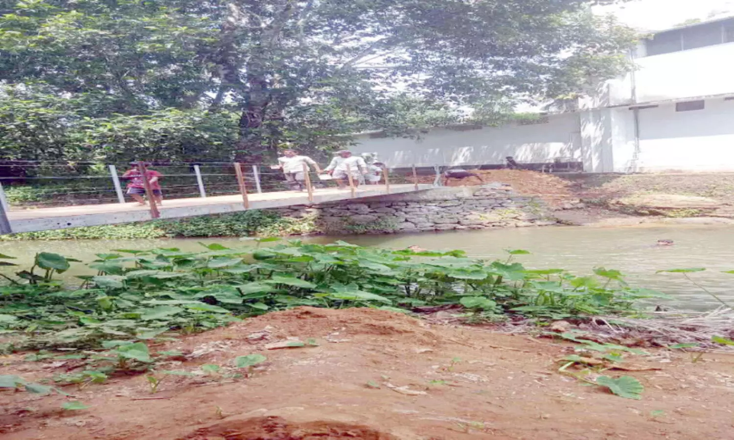 മൂന്ന്​ പതിറ്റാണ്ടായിട്ടും നടപടിയില്ല; മംഗല്യക്കടവിൽ നാട്ടുകാർ പാലം നിർമിച്ചു