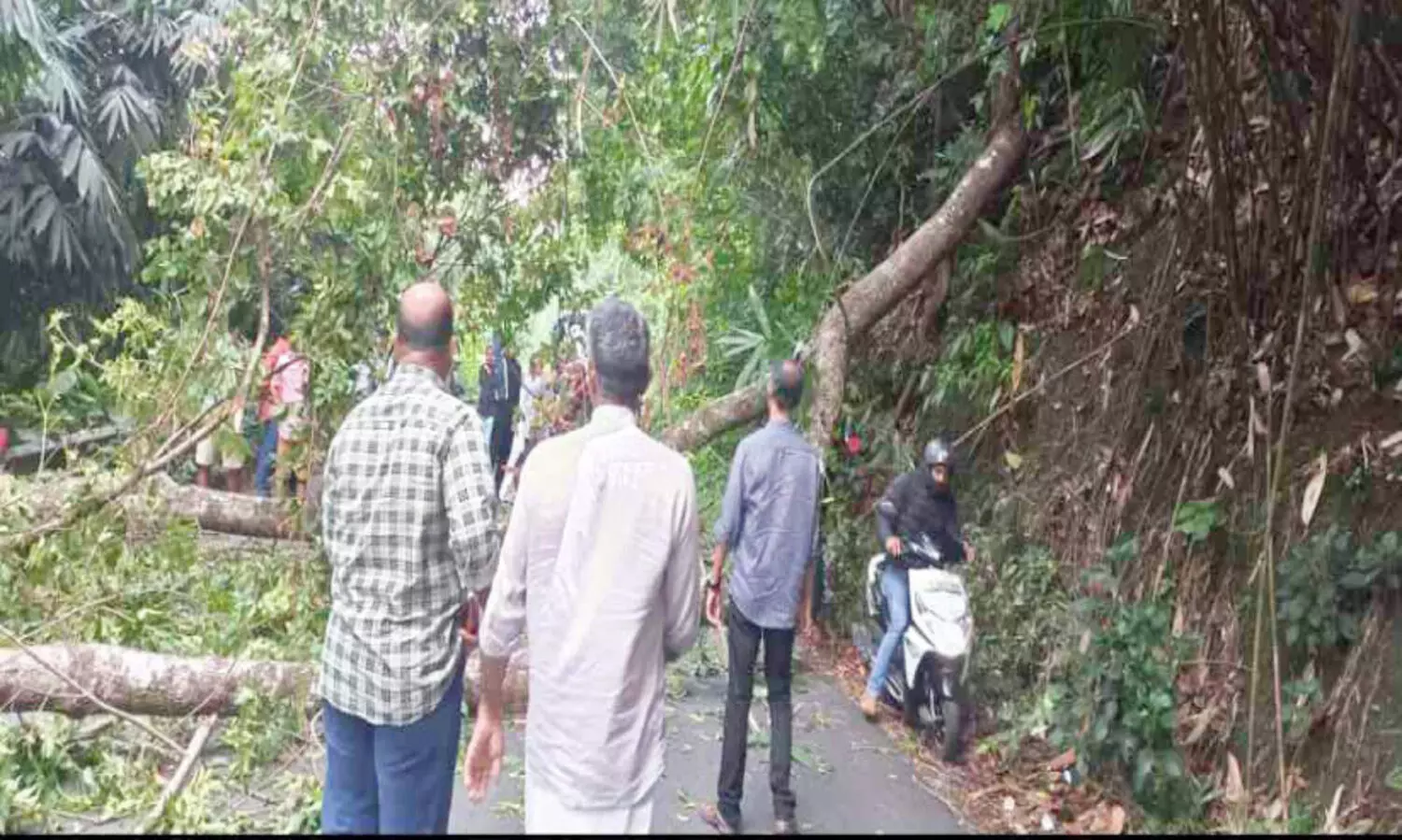 ദേശീയപാതയിൽ മരം വീണ് വീണ്ടും ഗതാഗത തടസ്സം