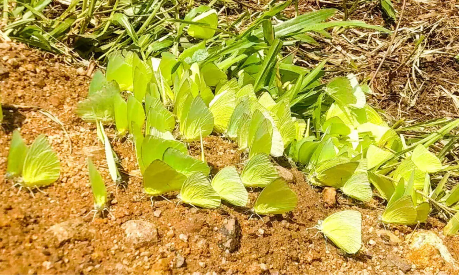 മലയോര മേഖലയിൽ വർണം വിതറി മഞ്ഞതകരമുത്തി ശലഭങ്ങൾ