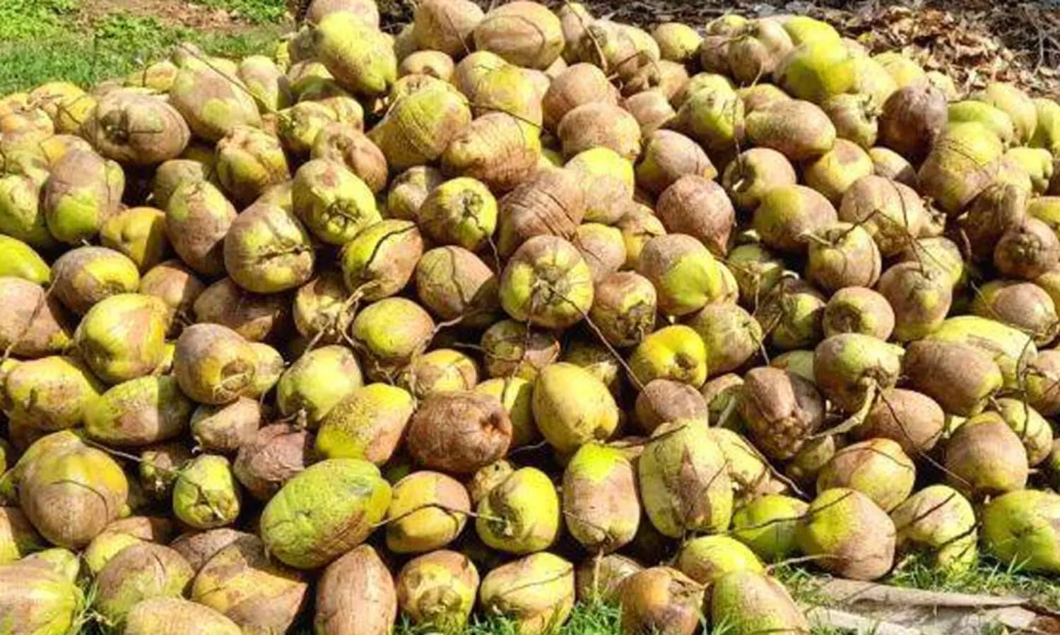 വീ​ണു​രു​ണ്ട് പ​ച്ച​ത്തേ​ങ്ങ വി​ല; ആ​ധി​യി​ൽ ക​ർ​ഷ​ക​ർ