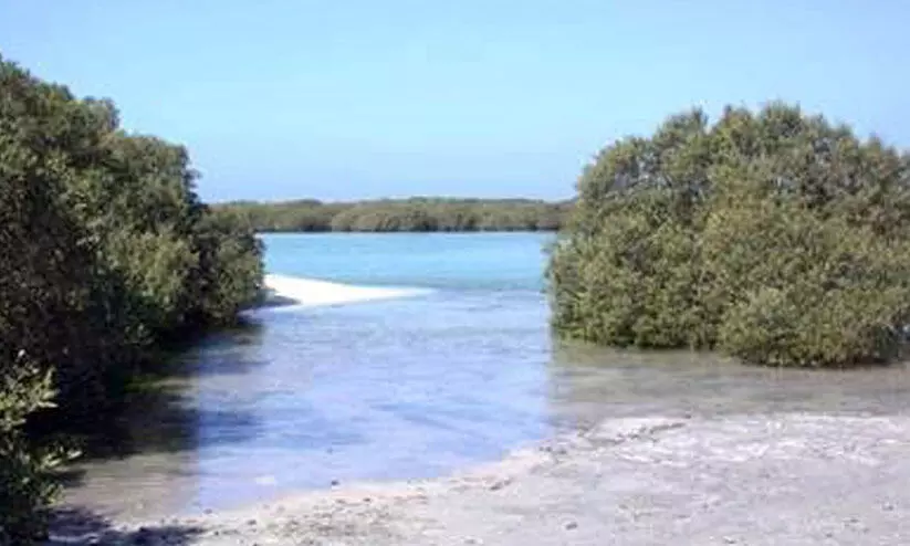 വ​ന്യ​ജീ​വി, പ്ര​കൃ​തി സം​ര​ക്ഷ​ണം; അ​ബൂ​ദ​ബി​യി​ൽ പു​തി​യ ന​യം