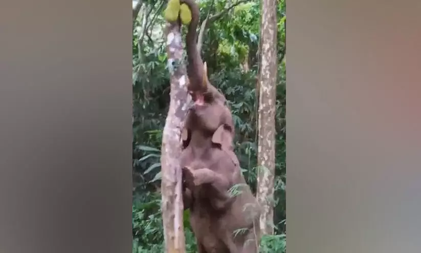 ചക്ക തേടിയെത്തിയ കാട്ടാന നാടുവിറപ്പിച്ചു ചക്ക തേടിയെത്തിയ കാട്ടാന നാടുവിറപ്പിച്ചു