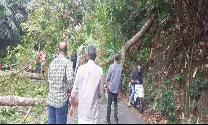 ദേശീയപാതയിൽ മരം വീണ് വീണ്ടും ഗതാഗത തടസ്സം ദേശീയപാതയിൽ മരം വീണ് വീണ്ടും ഗതാഗത തടസ്സം