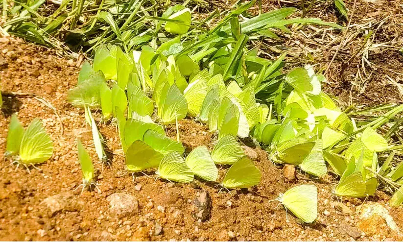 മലയോര മേഖലയിൽ വർണം വിതറി മഞ്ഞതകരമുത്തി ശലഭങ്ങൾ മലയോര മേഖലയിൽ വർണം വിതറി മഞ്ഞതകരമുത്തി ശലഭങ്ങൾ