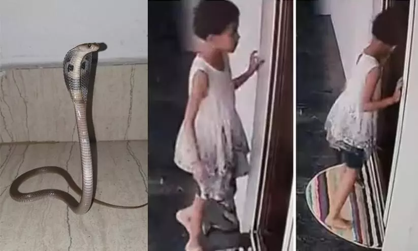 Girl walks past cobra waiting at door of house, saved by instinct