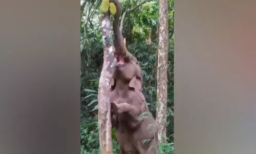 ച​ക്ക തേ​ടി​യെ​ത്തി​യ കാ​ട്ടാ​ന നാ​ടു​വി​റ​പ്പി​ച്ചു