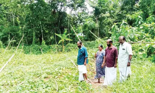 കാറ്റും മഴയും കരിമ്പയിൽ  വ്യാപക കൃഷിനാശം