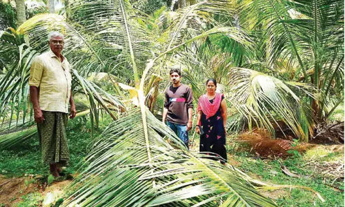 കാട്ടാനകൾ ജനവാസ മേഖലയിലെ കൃഷി നശിപ്പിച്ചു