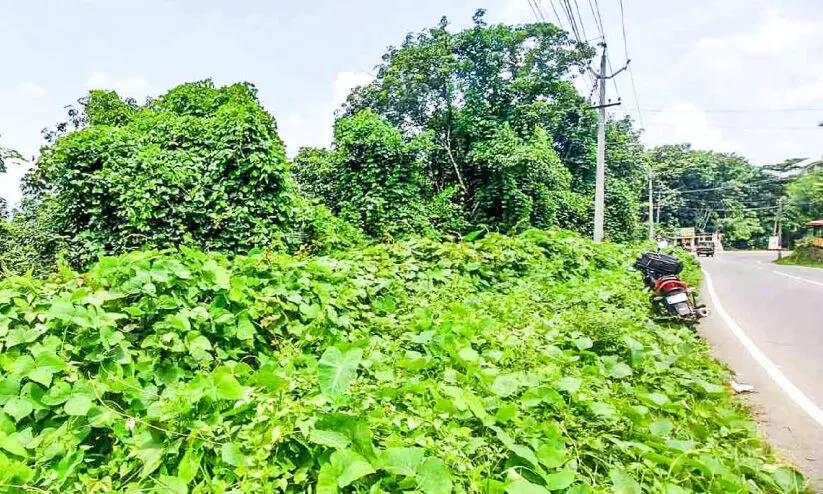 തോട്ടം വനമായി; വന്യമൃഗശല്യം രൂക്ഷം